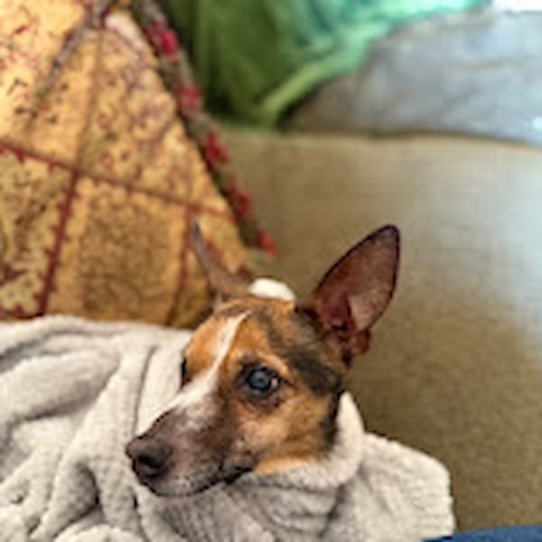 Pet Image