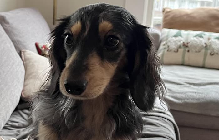 Pet Image