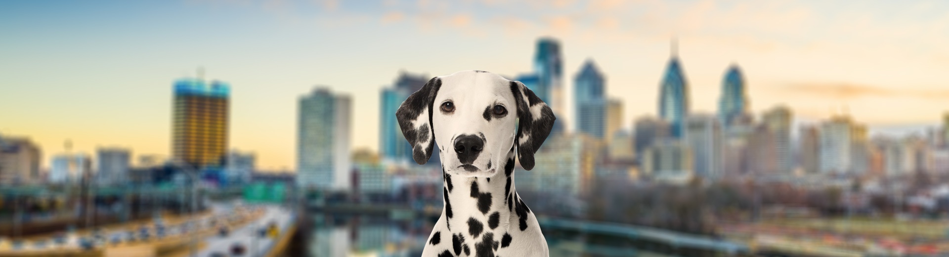 Pet Transport for Philadelphia, PA Starwood Pet Travel