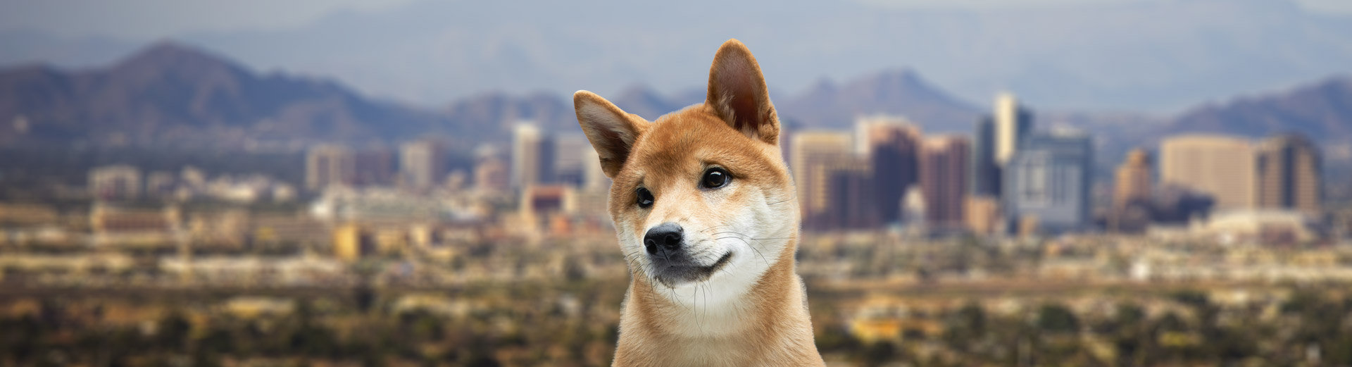 Pet Transport for Phoenix, AZ Starwood Pet Travel