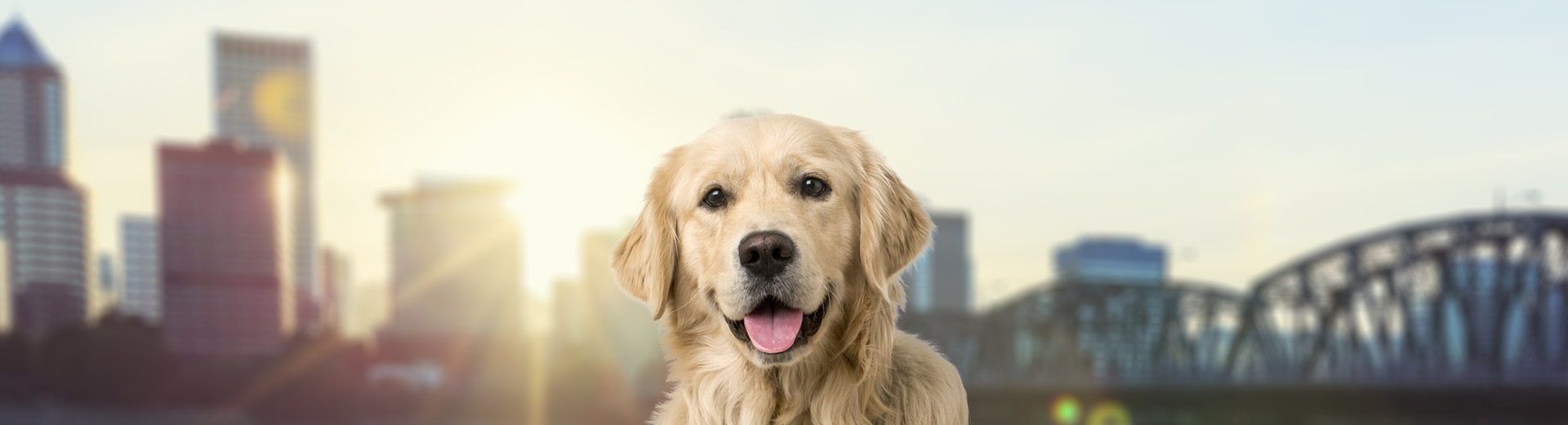 Pet Transport for Portland, OR Starwood Pet Travel