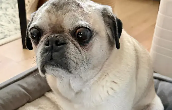 Wallace's Trip to France