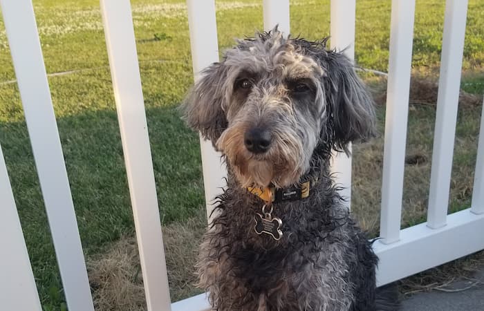 Pet Image