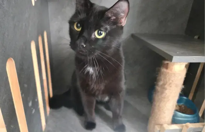 Salem's Trip to Hawaii