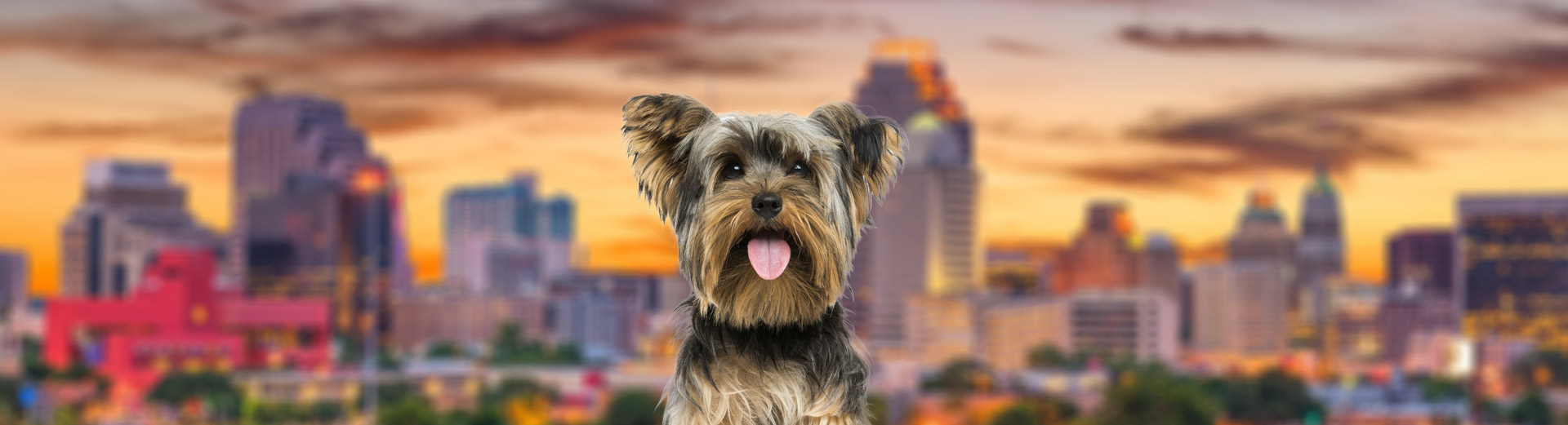 Pet Transport for San Antonio, TX Starwood Pet Travel