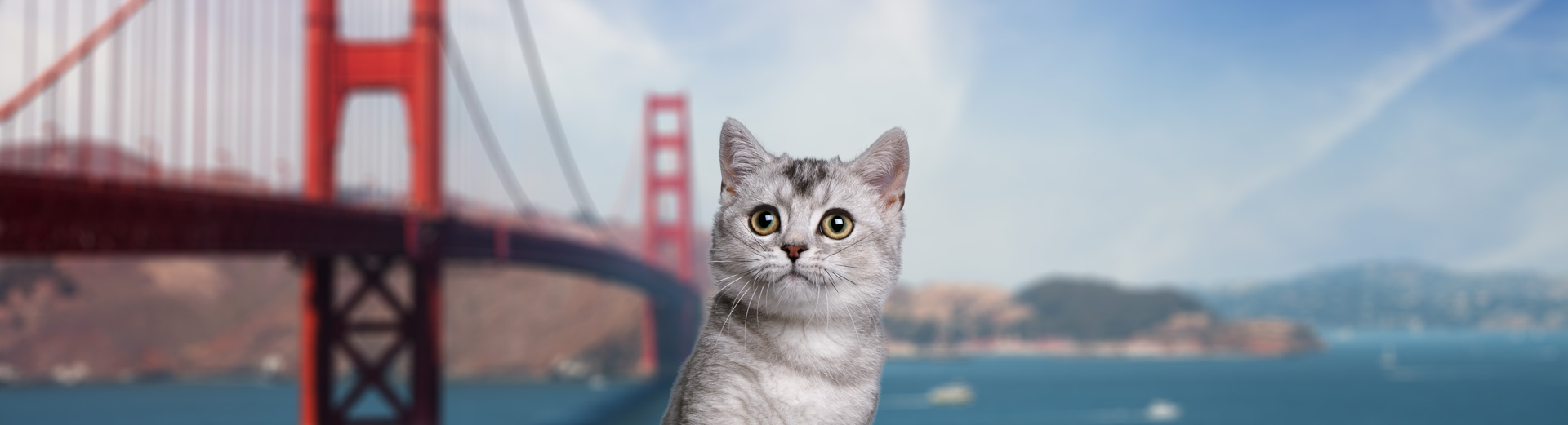 Pet Transport for San Francisco, CA Starwood Pet Travel