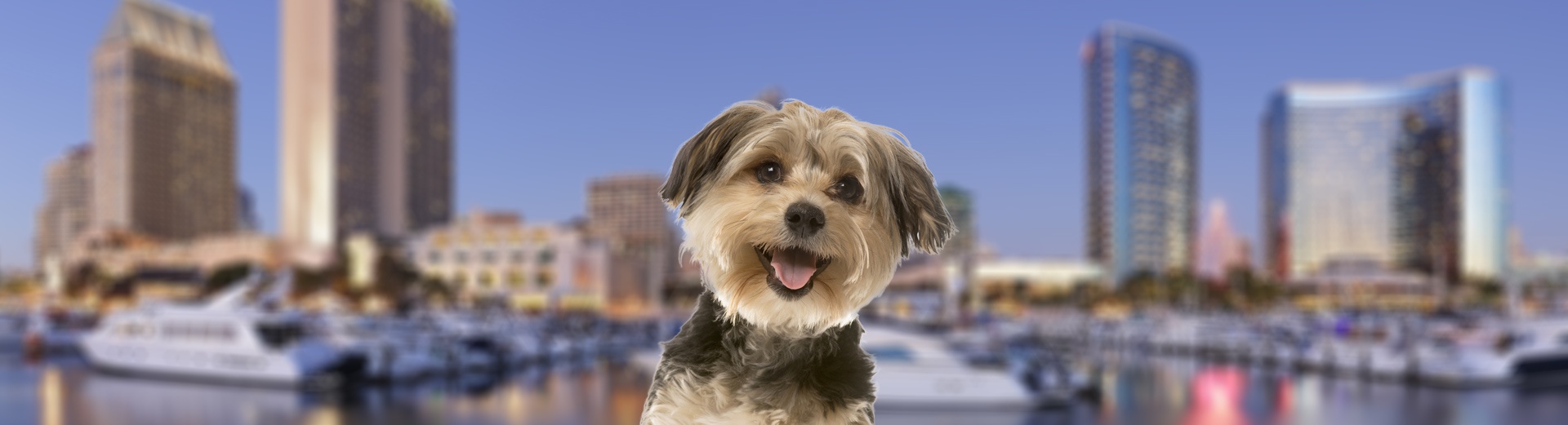 Pet Transport for San Diego, CA Starwood Pet Travel