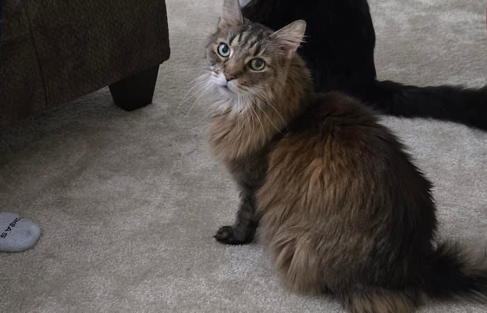 Pet Image