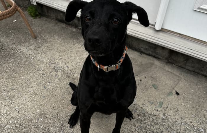 Pet Image