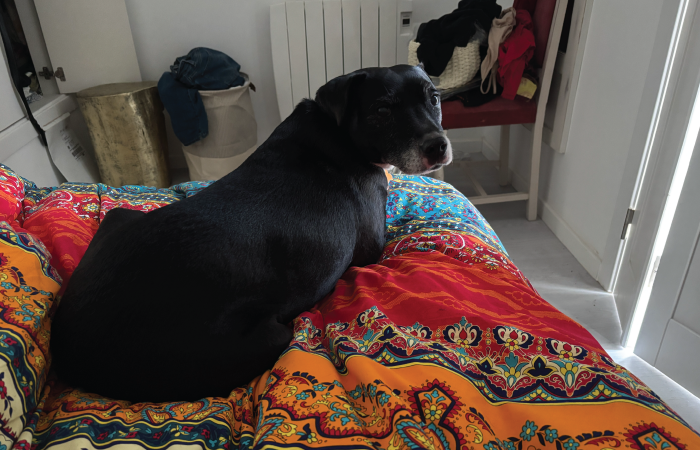 Jazzy and Puddin's Trip to Prague