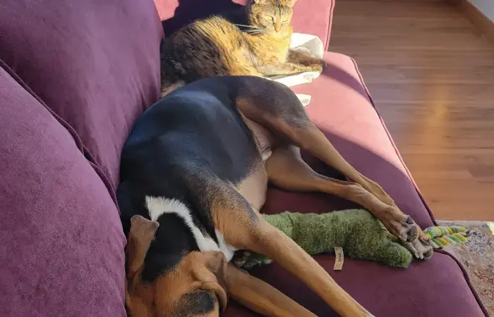 Royal Tenenbaum, Roosevelt, & Lord Bullington's Trip to Portugal