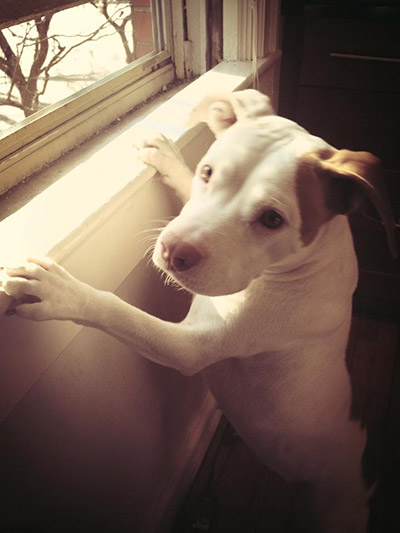 dog-with-paws-on-window-seal