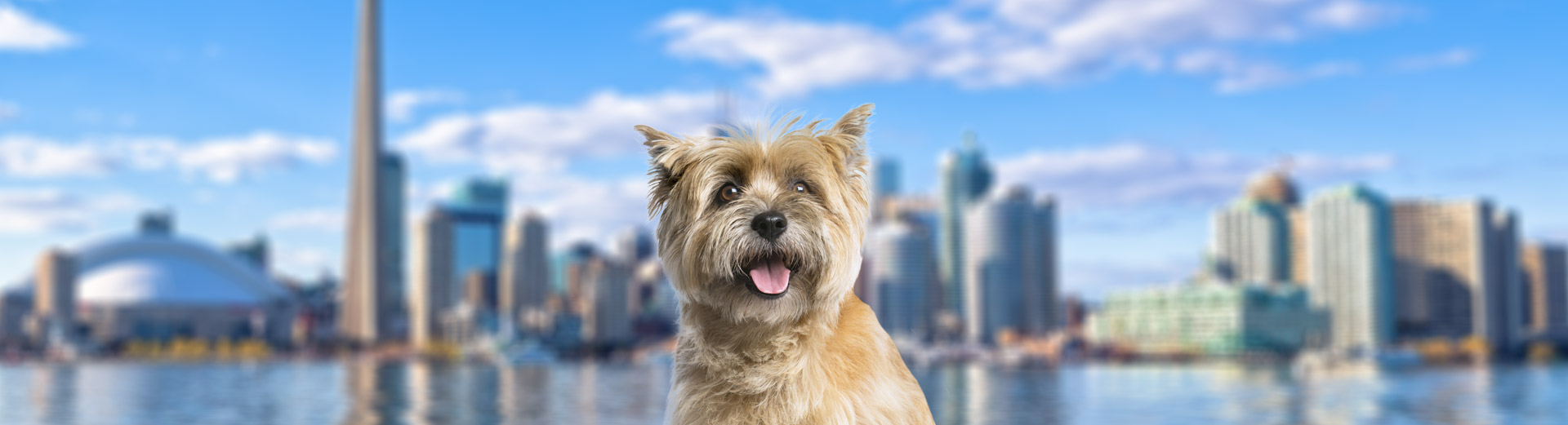 Pet Transport for Toronto, Canada Starwood Pet Travel