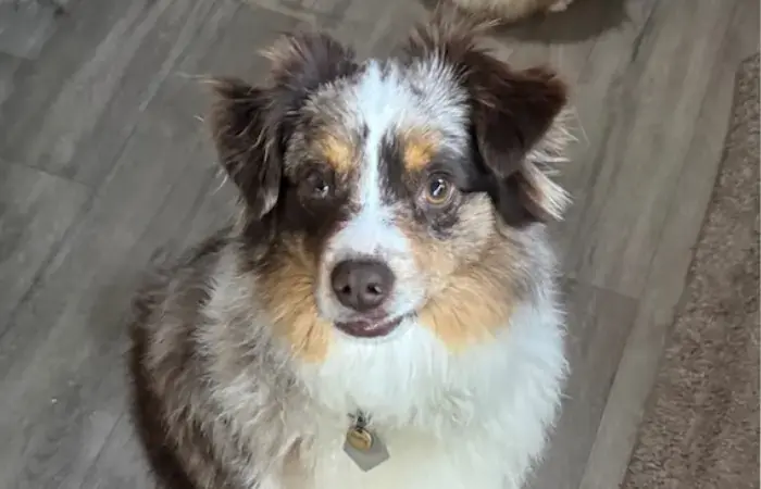 Rocky's Trip to the UK