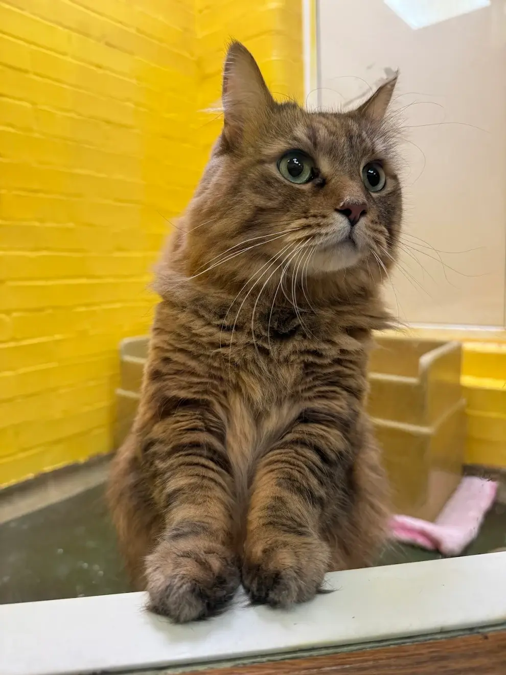 Pet Image
