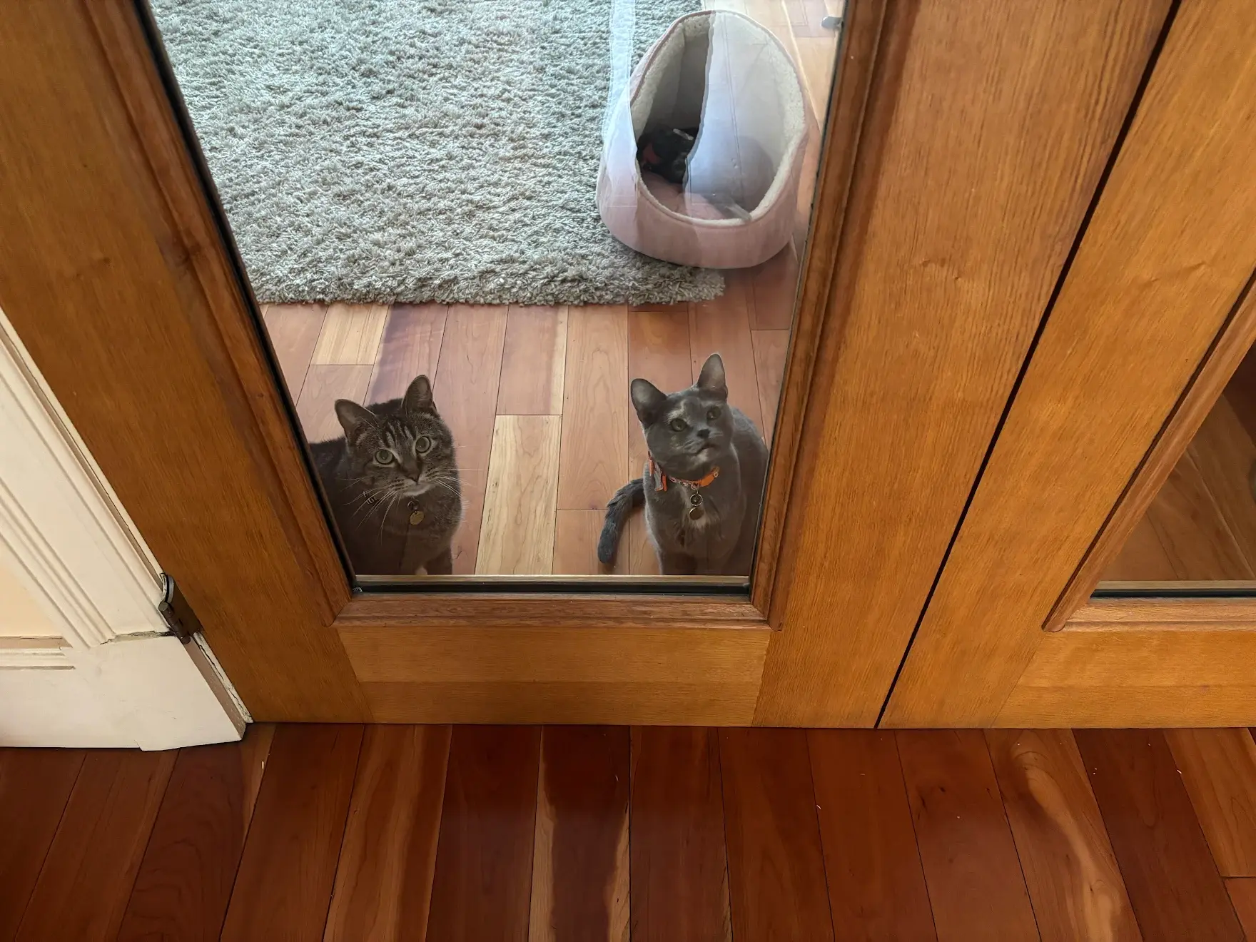 Pet Image