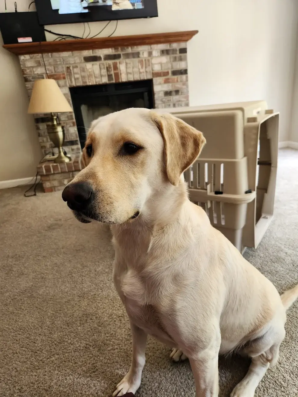 Pet Image
