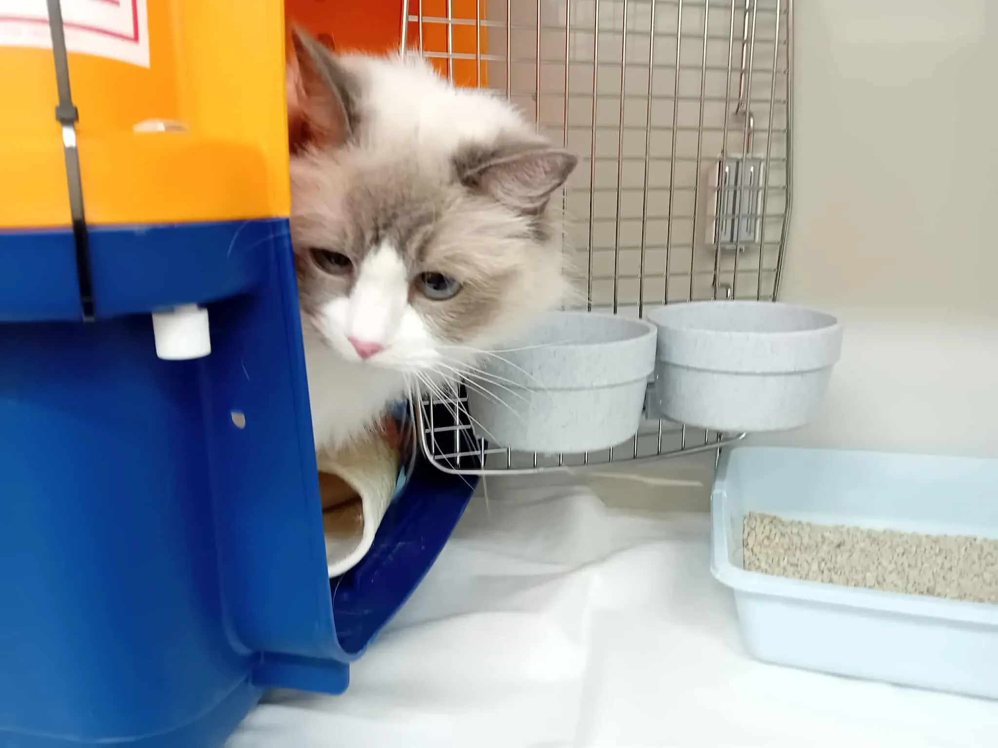 Pet Image