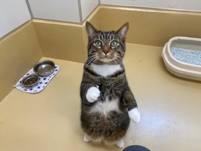 Pet Image