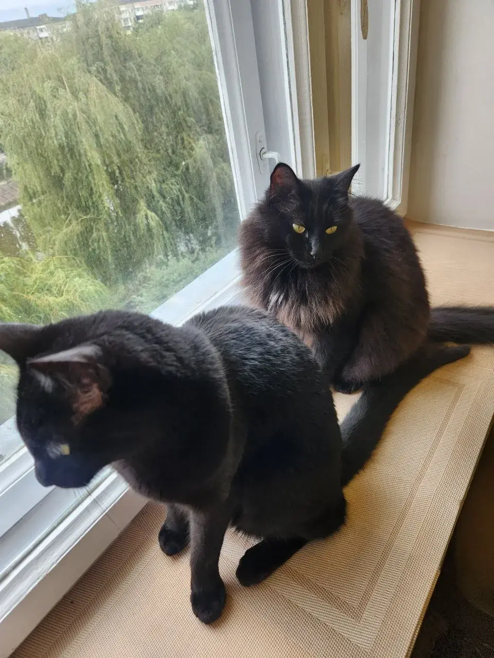 Pet Image