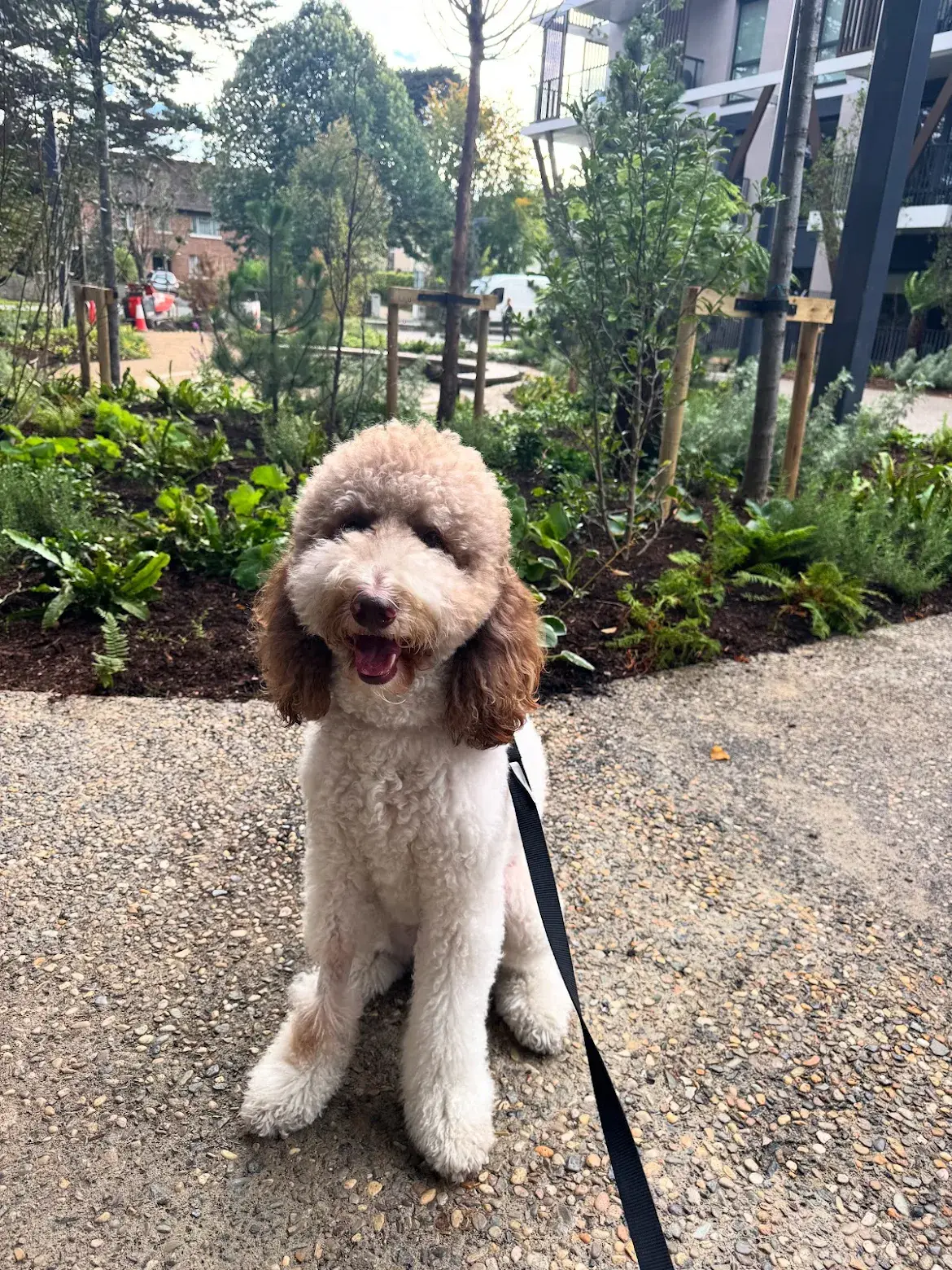 Pet Image