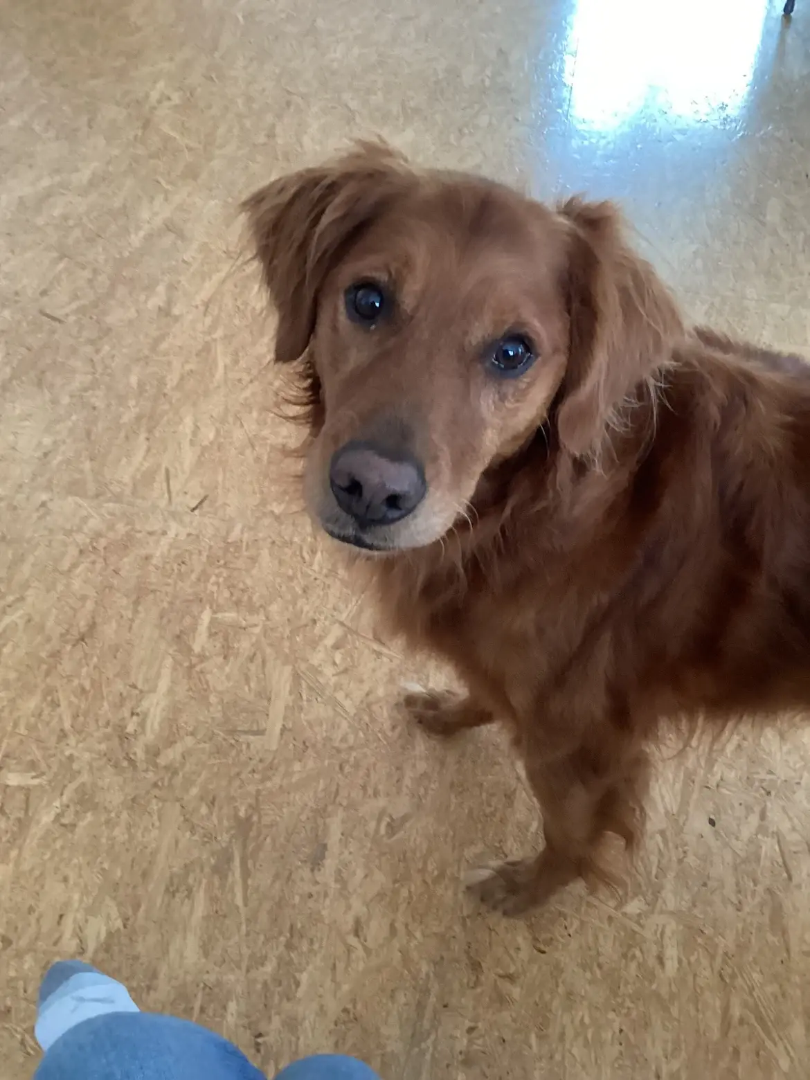 Pet Image
