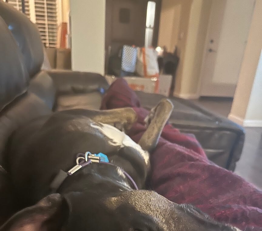 Pet Image