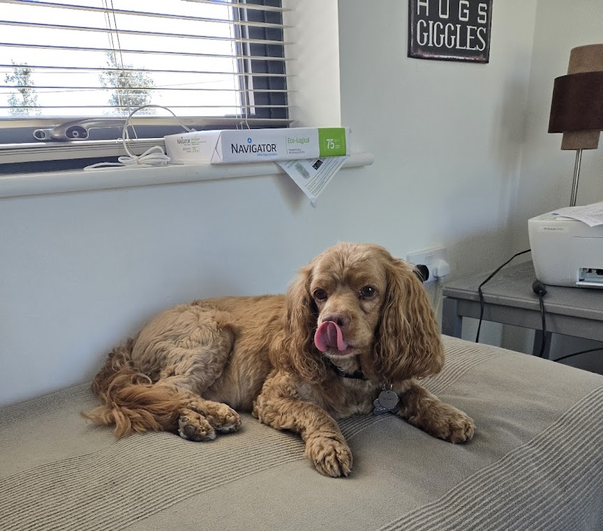 Pet Image