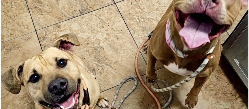 Pet Image