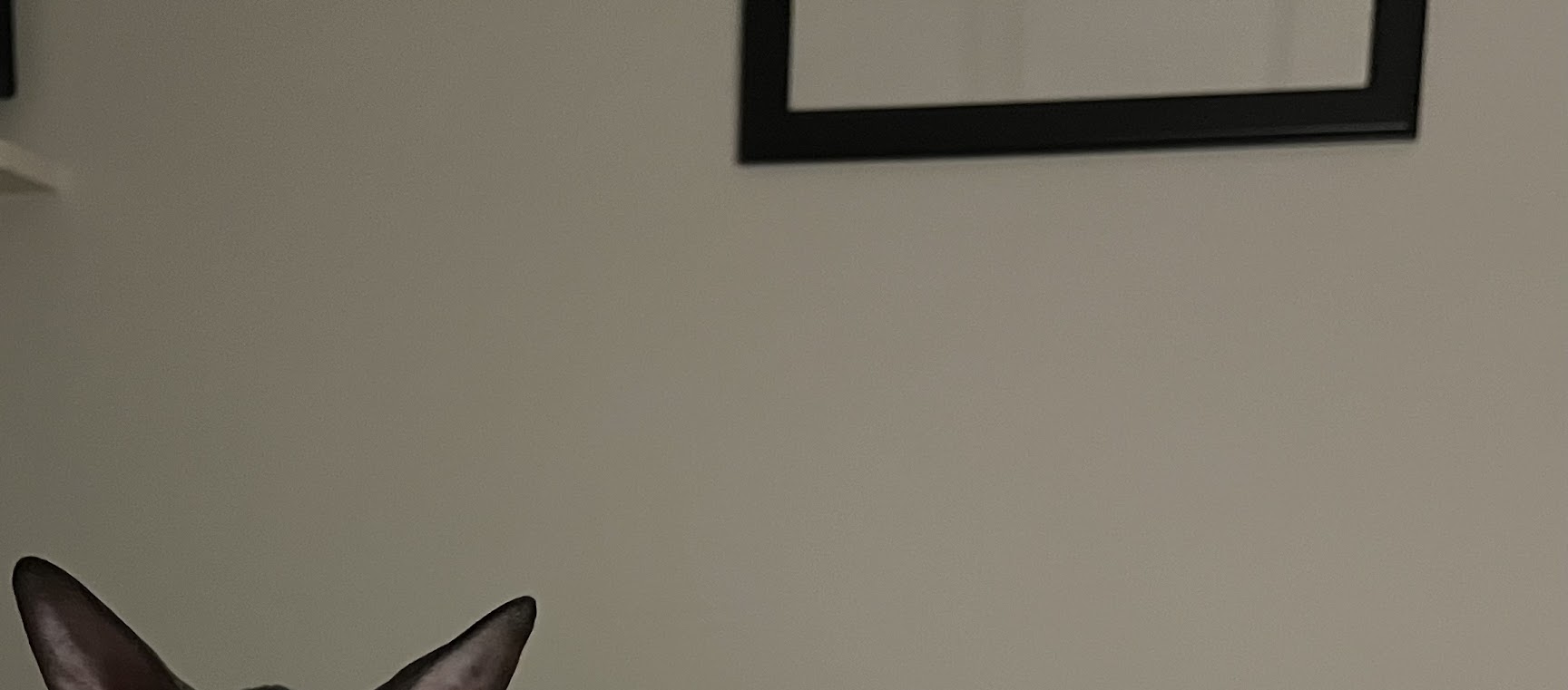 Pet Image
