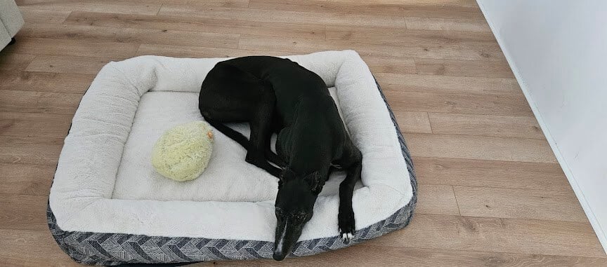 Pet Image