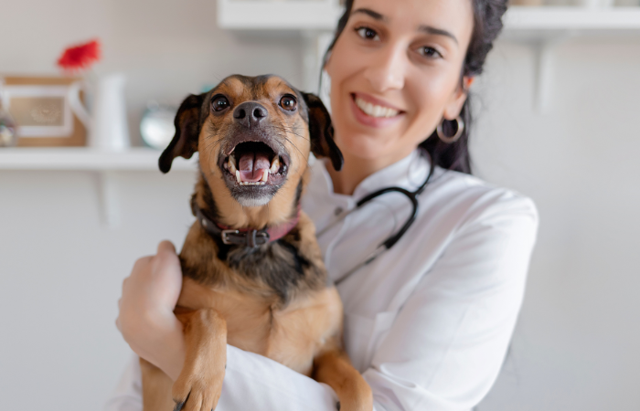 Veterinarian holding a happy dog Veterinarian holding a happy dog