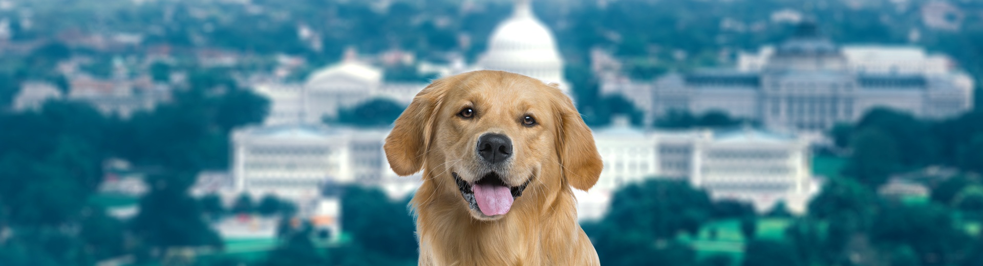 Pet Transport for Washington, DC Starwood Pet Travel